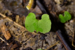 Corybas trilobus aggregate