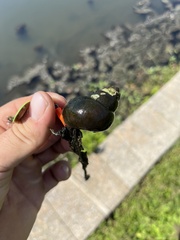 Cipangopaludina chinensis