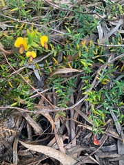 Bossiaea cinerea
