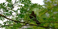 Turdus merula