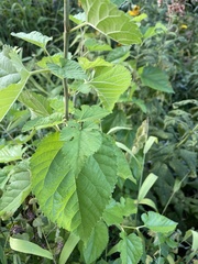 Moraceae