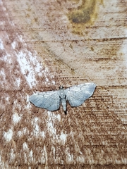Eupithecia absinthiata