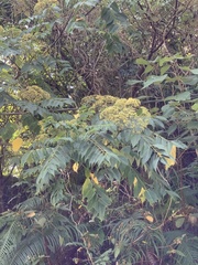 Tetradium glabrifolium