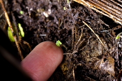 Corybas trilobus aggregate