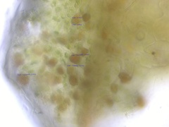 Pucciniastrum areolatum