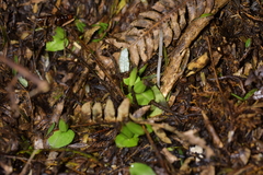 Corybas cheesemanii