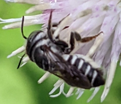Megachile apicalis