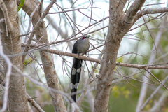 Phaenicophaeus tristis