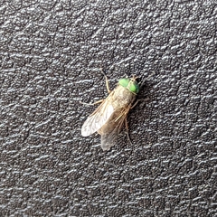 Tabanus nigrovittatus