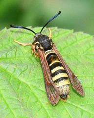 Pennisetia marginatum