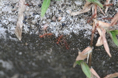 Oecophylla smaragdina