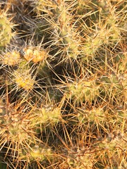 Opuntia × columbiana