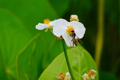 Polistes dominula