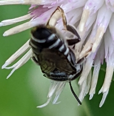 Megachile apicalis