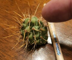 Opuntia × columbiana