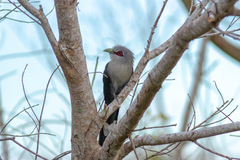 Phaenicophaeus tristis