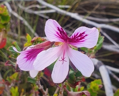 Pelargonium betulinum