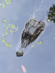 Alligator mississippiensis