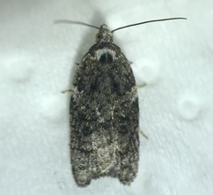 Acleris variana
