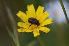 Chasmatopterus