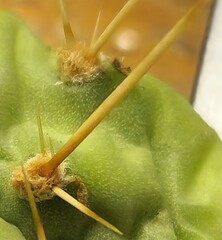 Opuntia × columbiana