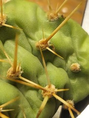 Opuntia × columbiana