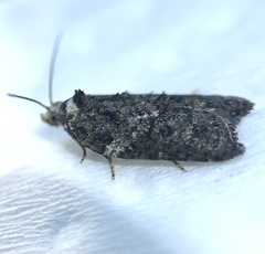 Acleris variana
