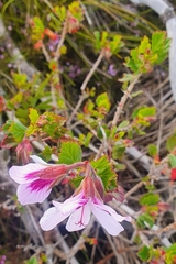 Pelargonium betulinum