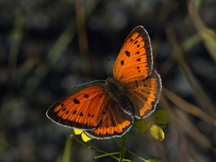 Lycaena dispar