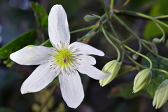 Clematis paniculata