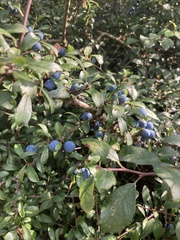 Prunus spinosa