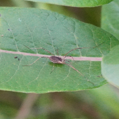 Oligolophinae