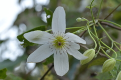 Clematis paniculata