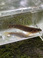 Etheostoma flabellare