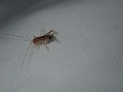 Gryllacrididae