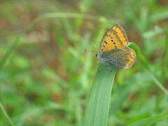 Lycaena dispar