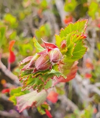 Pelargonium betulinum