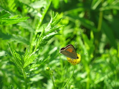 Lycaena