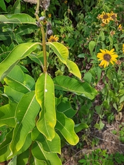 Asclepias syriaca