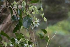 Clematis paniculata