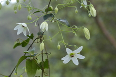 Clematis paniculata