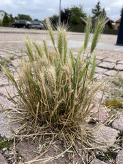 Hordeum murinum