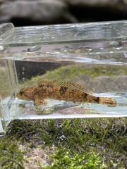 Cottus caeruleomentum