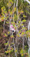 Pelargonium betulinum