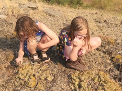 Opuntia × columbiana