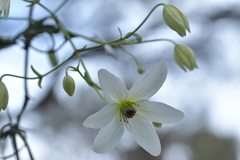 Clematis paniculata