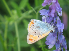 Lycaena dispar