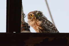 Athene noctua
