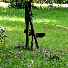 Sciurus vulgaris