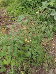 Solanum lycopersicum